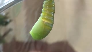 Monarch Butterfly Chrysalis