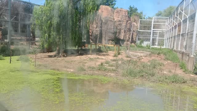 Tigers in the distance are resting together