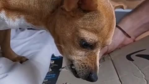 The dumbest puppy in the world