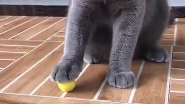 Funny Animal Video (Cat)