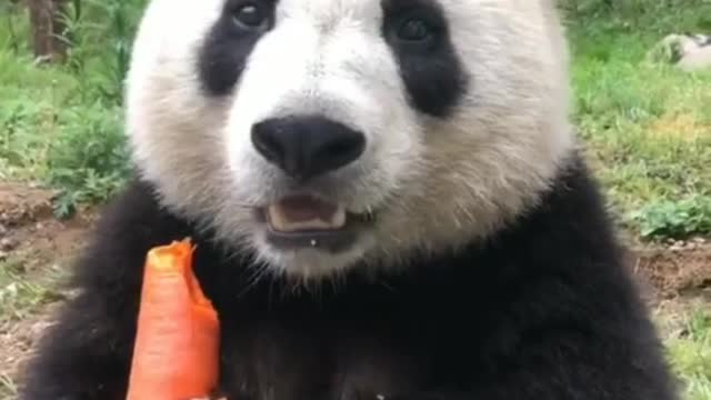 #lovely #cute#adorable panda :Panda eat carrot