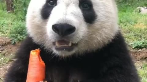 #lovely #cute#adorable panda :Panda eat carrot