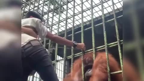 Caged orangutan at an unknown zoo grabs man.