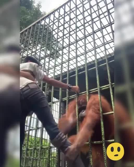 Caged orangutan at an unknown zoo grabs man.