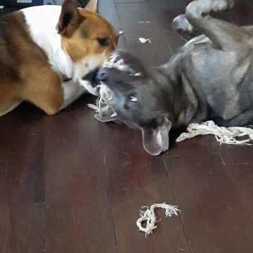 Tucker Carlson in Spaghetti String part 2 The lazy way!