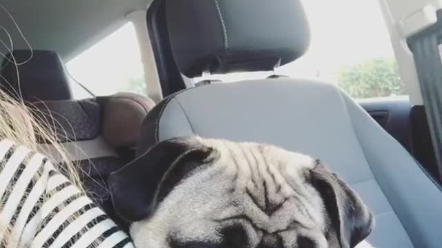 Pug in car waiting in traffic making weird noises