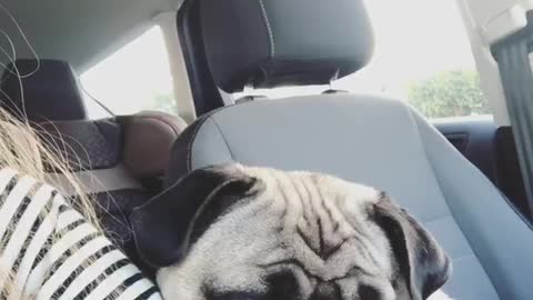 Pug in car waiting in traffic making weird noises