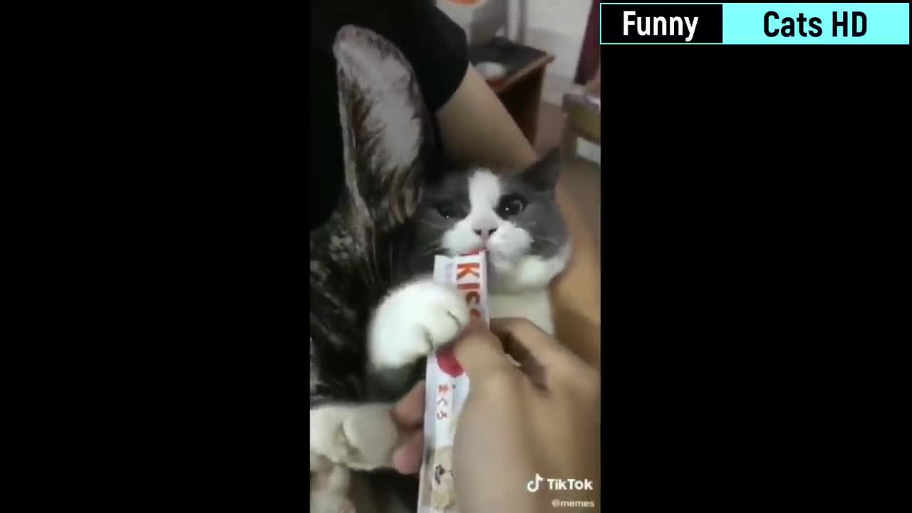 Cat love...Super Laugh Time