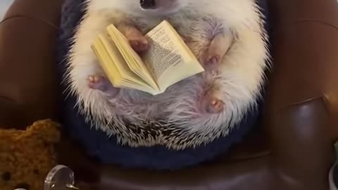 Falling hedgehogs bring unexpected surprises