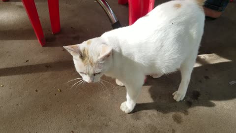 Friendly pregnant white cat, she so adorable cat Cambodia