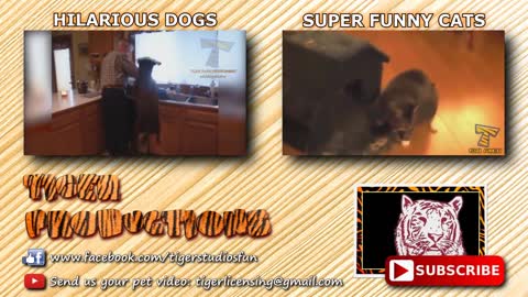Crazy & Funny ANIMAL videos - LAUGH and ENTERTAINMENT for EVERYONE
