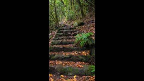 Watch nature beautiful nature video
