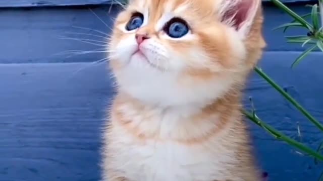 Cute_kitty_🥰❣️💋