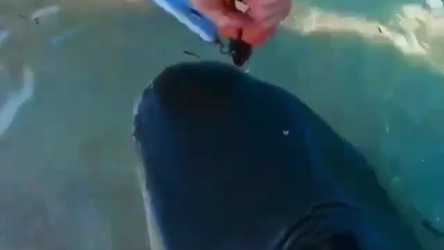 Dangerous prey 🎣🦈💥