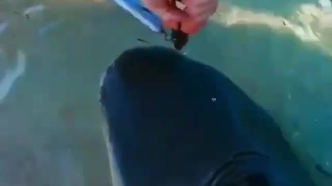 Dangerous prey 🎣🦈💥