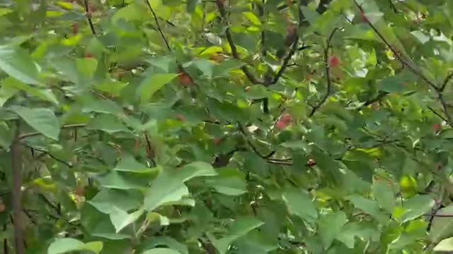 There are many fruits on the tree