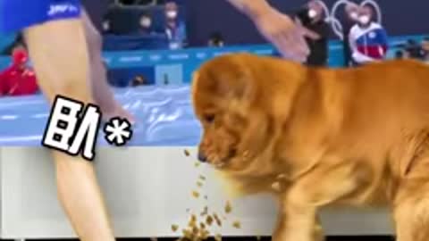 Golden retriever : step on my dou food pois! Notícias