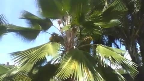 Fan palm tree is seen in the park, it is very beautiful and charming [Nature & Animals]