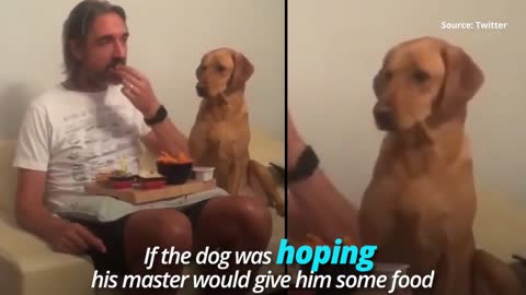 THE DOG IS SO ARROGANT ! WATCH NOW, FUNNY VIDEO🤣🤣🤣