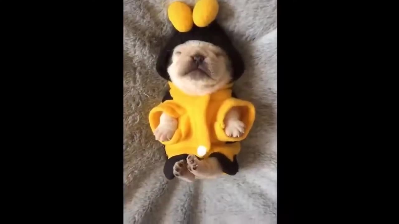 Best Funny Animal Videos of the year 2024, funniest animals ever relax with cute animals video