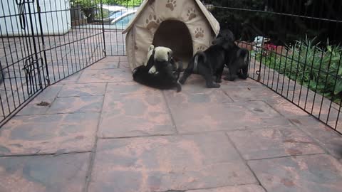 Pug Puppies Wrestling