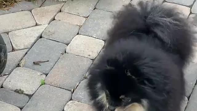 Dog Nithin12