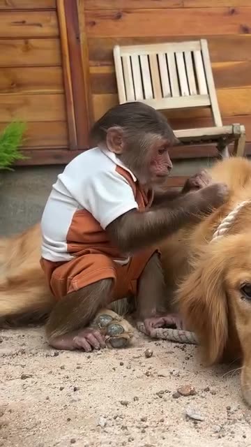 Monkey takes care of sick dog