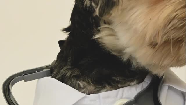 Dr Dog - do you have an appointment
