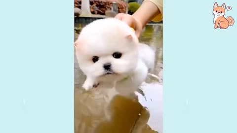 🔥🔥Funny Cute Cat video🔥🔥