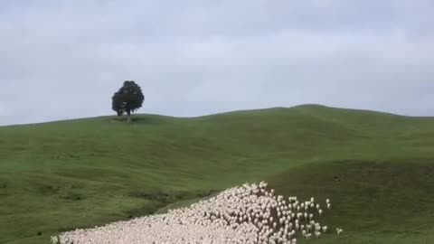 Mesmerizing sheep herding