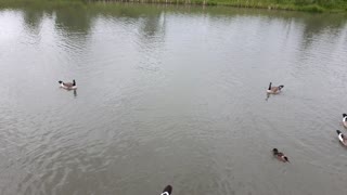 Decks swimming in the pond