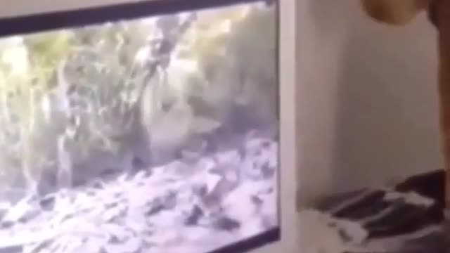 Funny cat video -2021