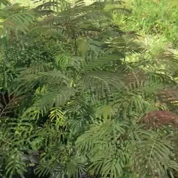 Mimosa trees for sale near Doylestown pa call 215 651 8329