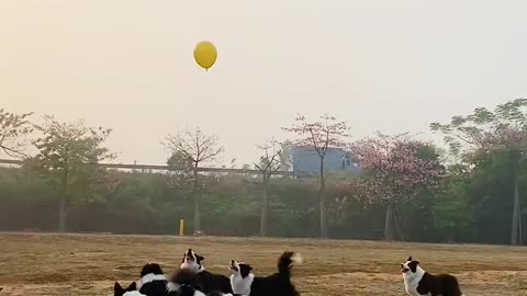 Border collies are so cute