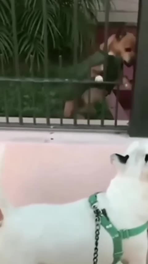 Funny Animal Videos 3