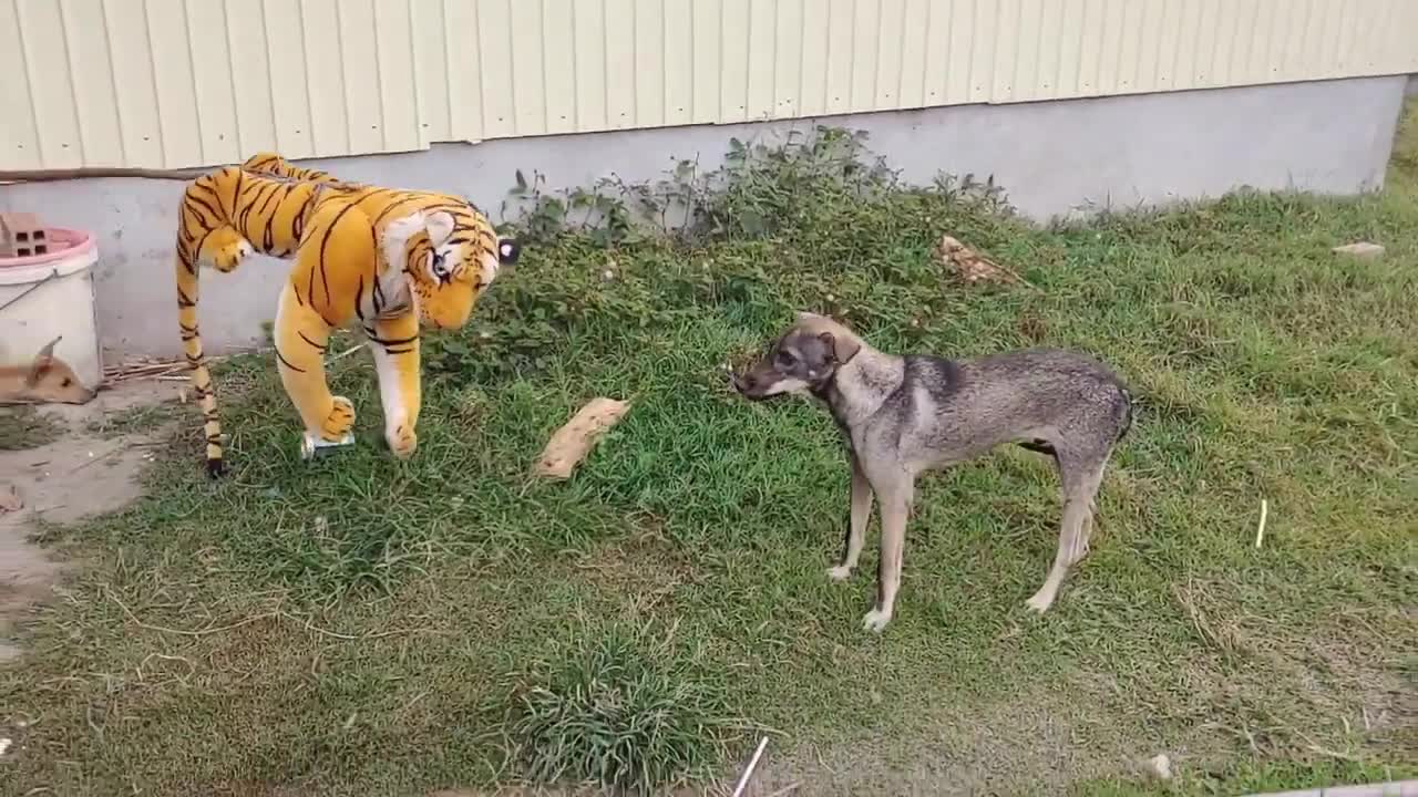 Tiger Prank Dog