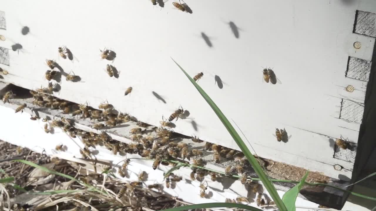 Herd Of Bees and Hive Around Their Nest