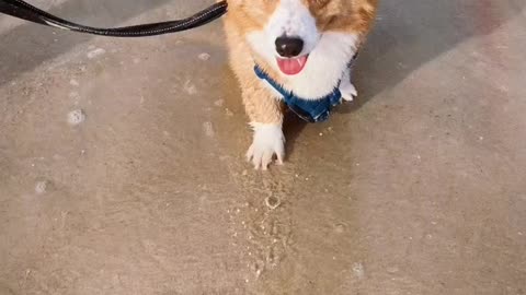 Corgi