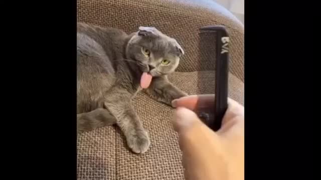 Try not laugh or grin while whatching funny animals