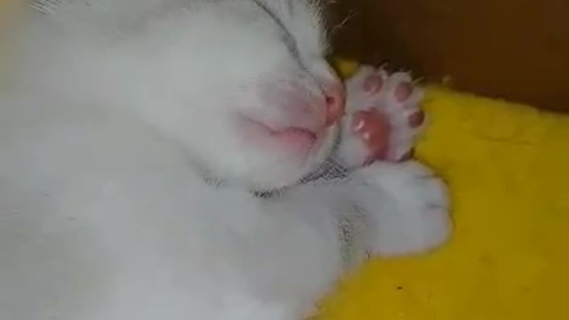 baby cat dreaming that eta suckling, cuddly