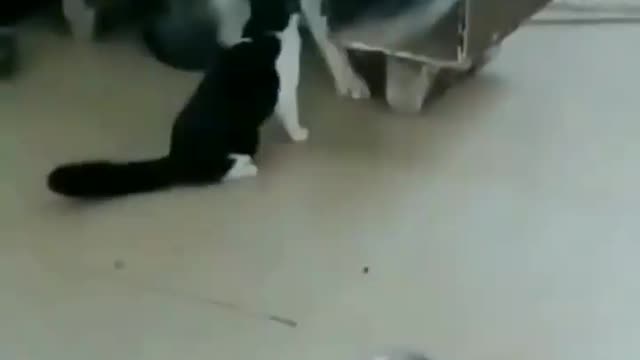 Don't mess with her booii 😂 cat slaps a dog funny😂