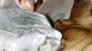 Kitten cleaning min pin's ears.