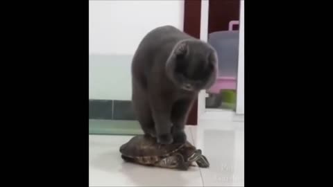 Cat's new vehicle