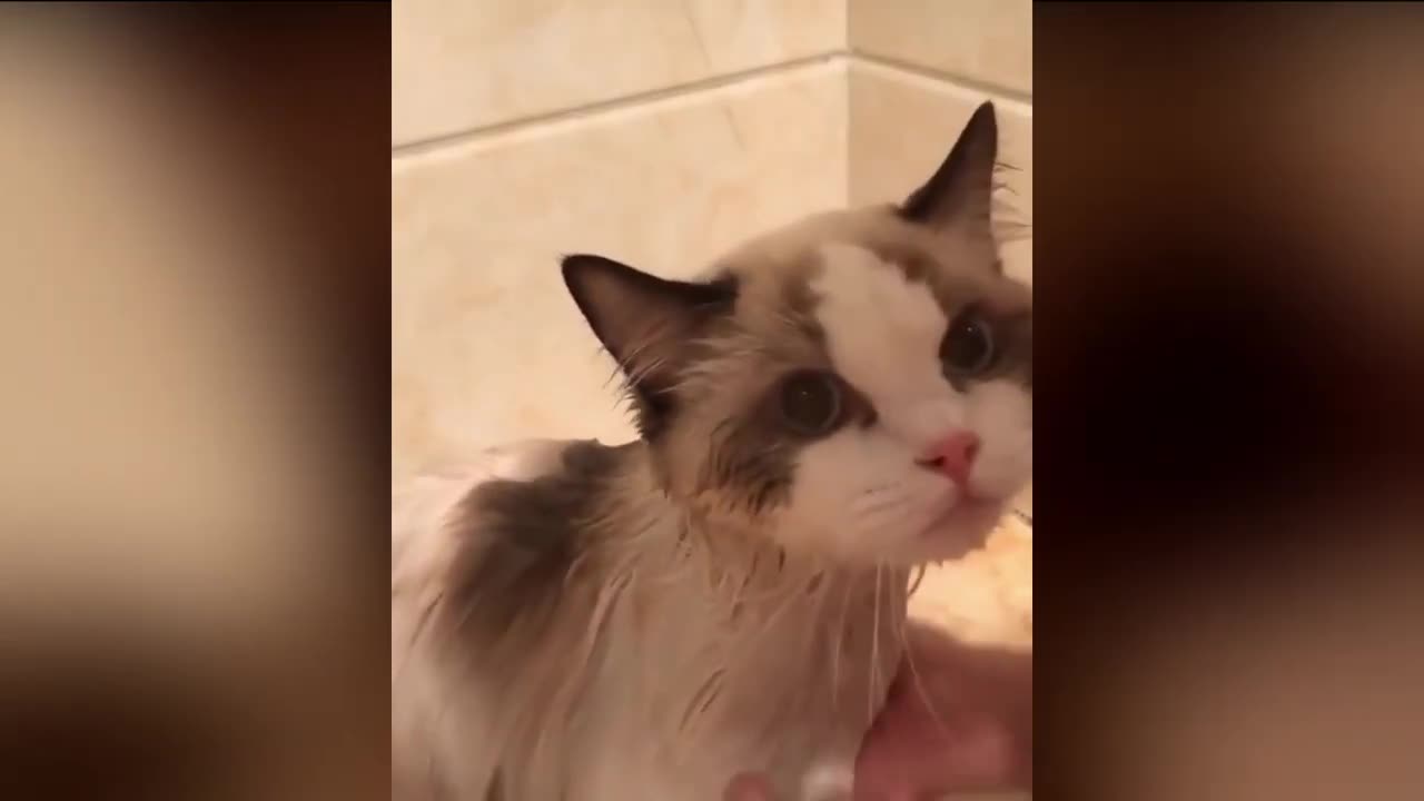 bath time cat justaMoment