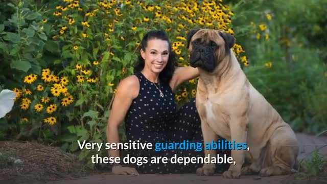 Top 10s Action and Top10 Dangerous Dogs in the world.