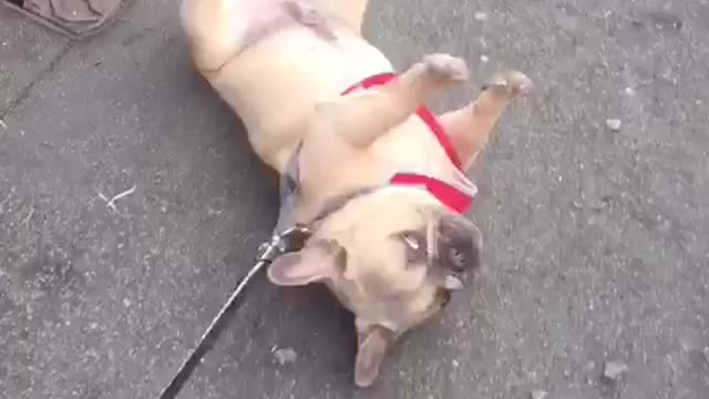 French Bulldog Refusing to Walk