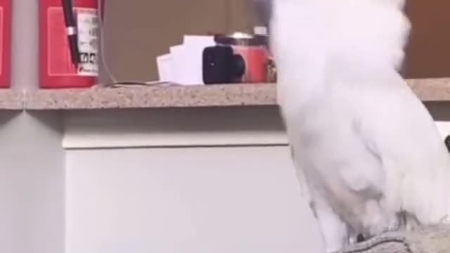 Animals owns the dancing floor😂