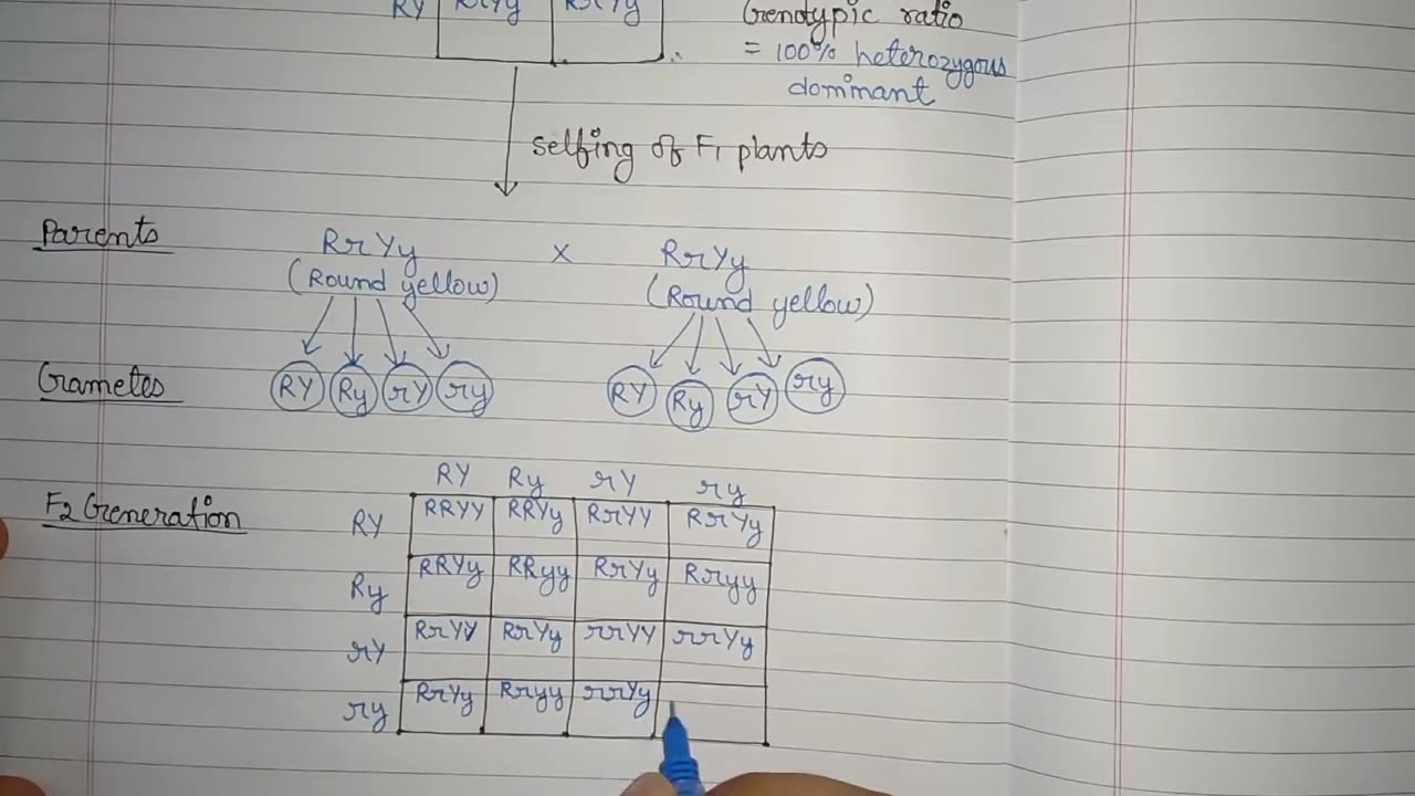 dihybrid crossing