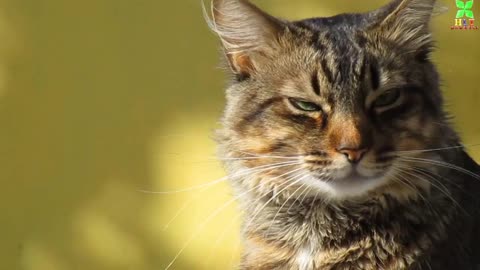 Cat lovely