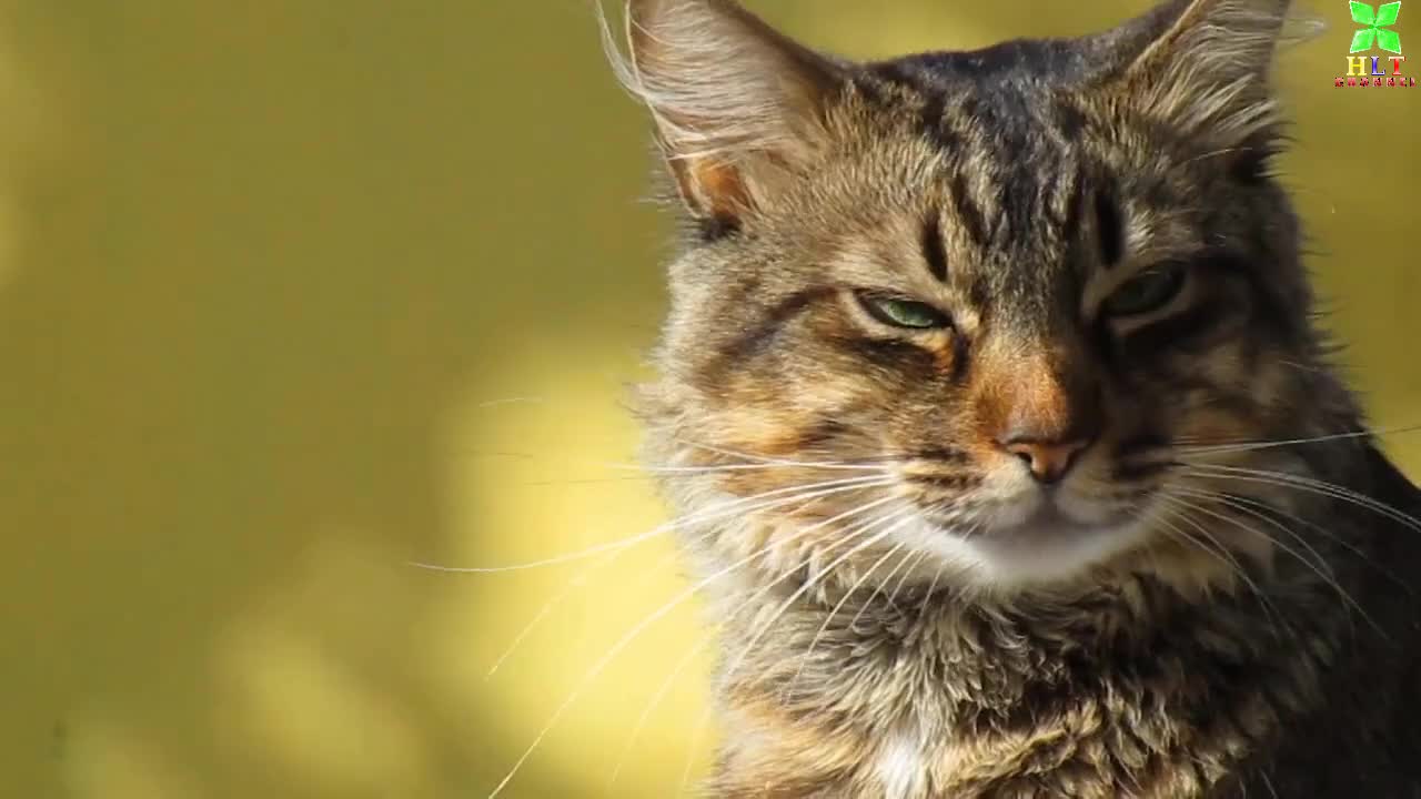 Cat lovely